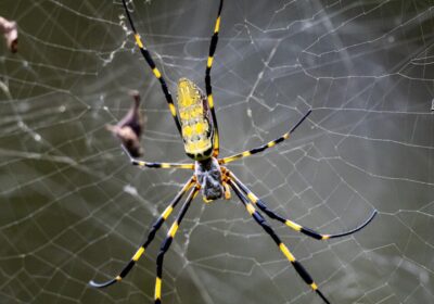 Joro Spider: Exploring the Fascinating World of This Exotic Arachnid